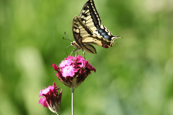 Jardins Papillons