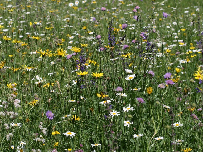 Prairie sauvage © Wild &Schoen