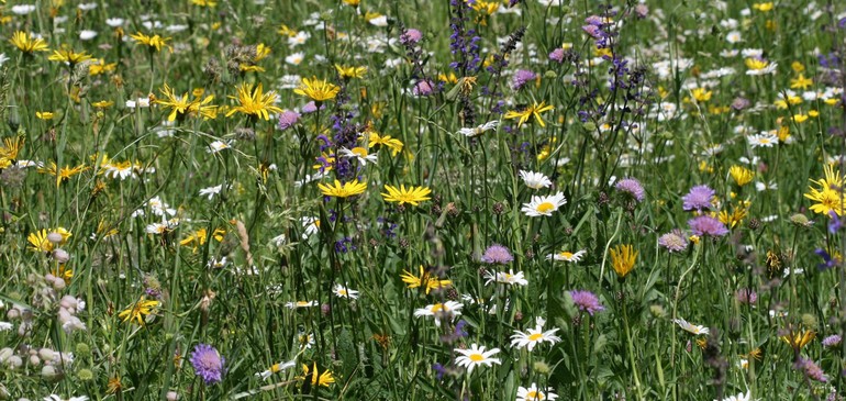 Wild & Schön – Beau & Sauvage : des jardins qui respirent la liberté !