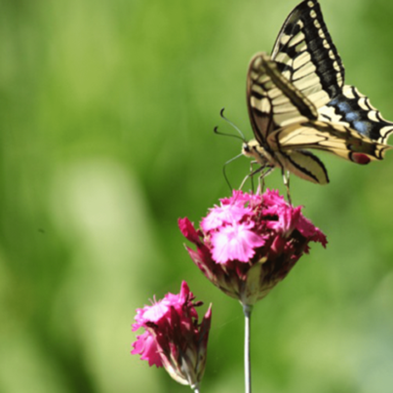 Jardins Papillons