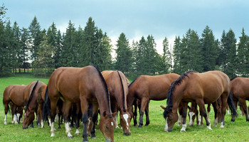 Chevaux des Franches-Montagnes